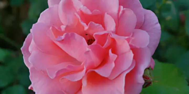 索菲亞薰衣草花海影視基地