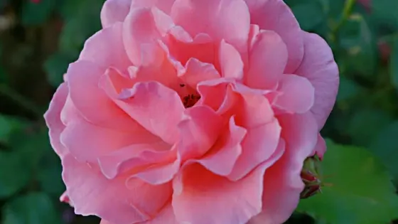 索菲亞薰衣草花海影視基地