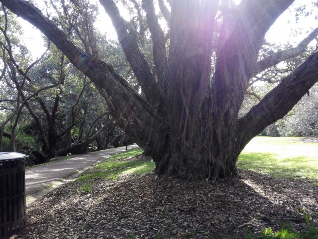 Auckland Domain