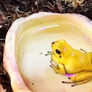 莱顿国家自然史博物馆攻略,国家自然史博物馆