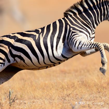 南非+克鲁格国家公园+太阳城12日9晚跟团游