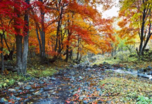 蛟河旅游图片-魅力秋韵一日游