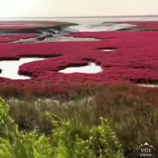 世界最大的红色海滩中国十大魅力湿地之首碱蓬草一年三季以红