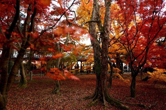 Tofukuji Temple