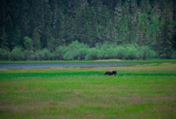 云南香格里拉+普达措国家公园+噶丹松赞林寺+纳帕海一日游【深度游玩香格里拉+商务车纯玩】