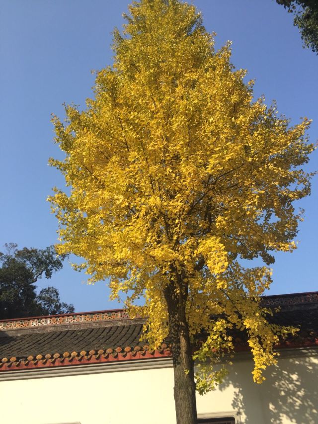 岳麓山