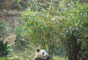 【纯享三熊】三星堆+熊猫基地纯玩一日游【纯玩无购物】