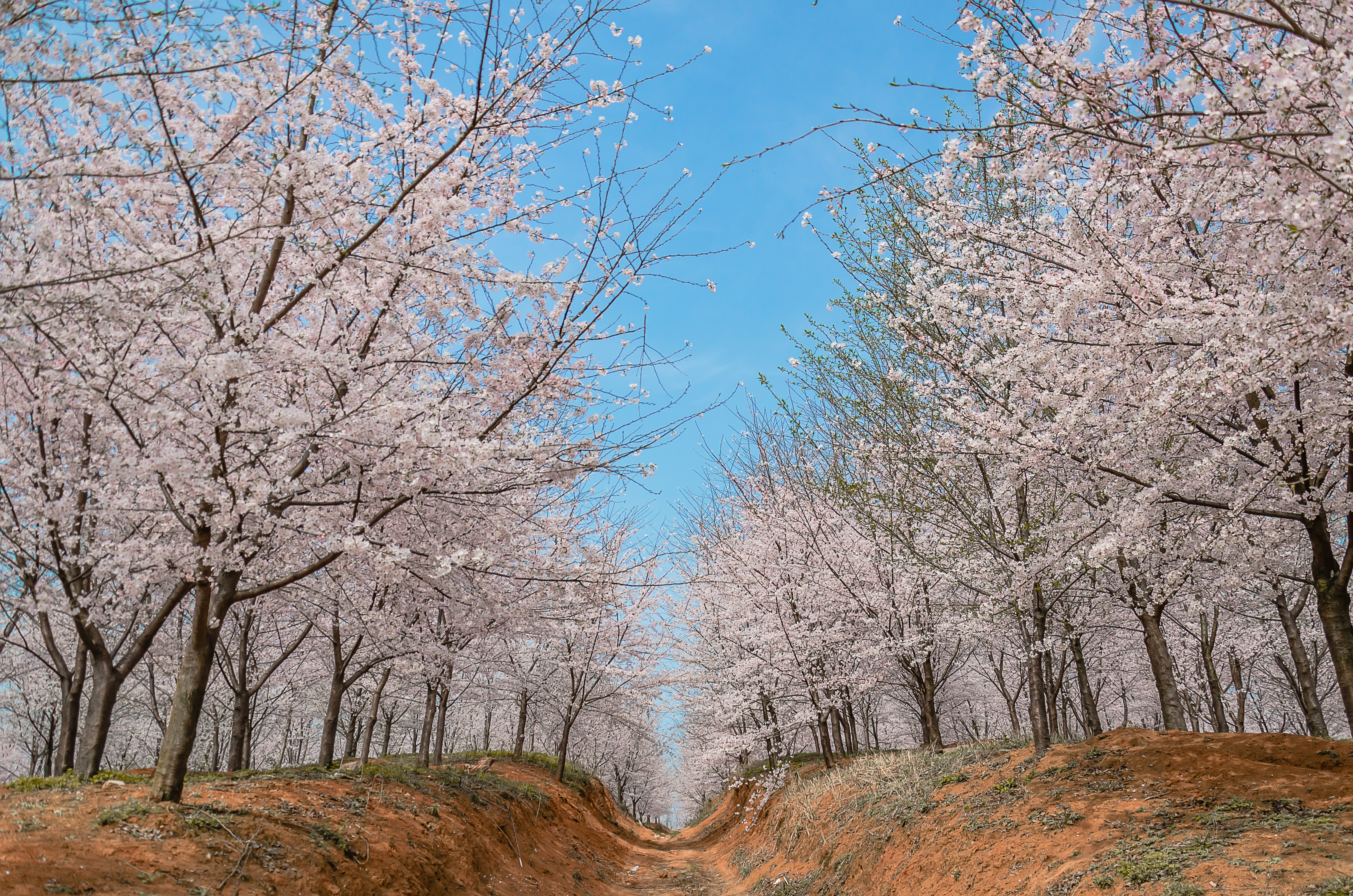 平坝农场