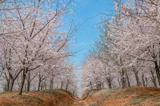 贵安樱花园-安顺-科霸房子