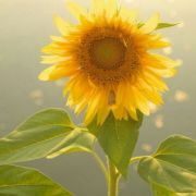 淡定的丹尼姥姥