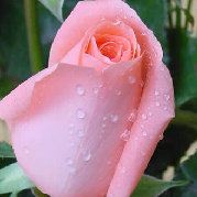 阳光下的小小菇