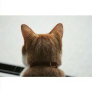 小飞小肥傻傻分不清