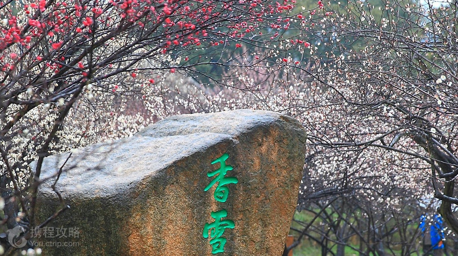 香雪海