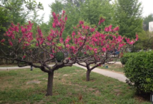 木沙江烤肉美食图片