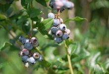 Paupack Blueberry Farm购物图片