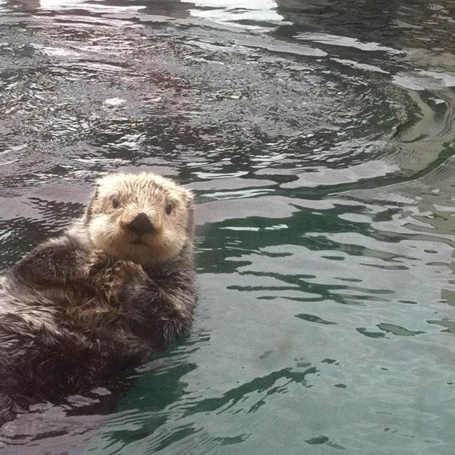 西雅圖水族館