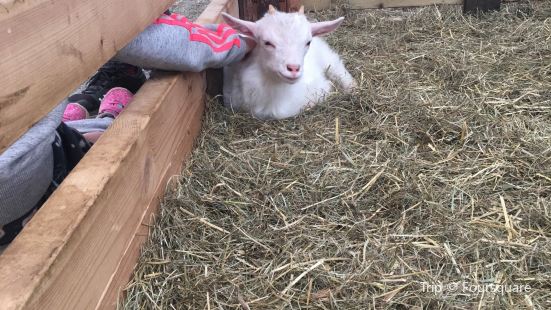 Petting Zoo Daladýrd
