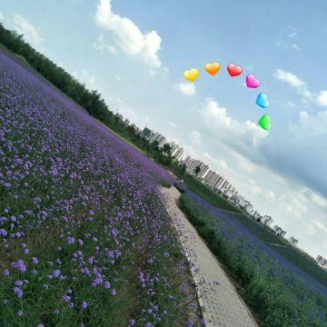 通辽薰衣草园
