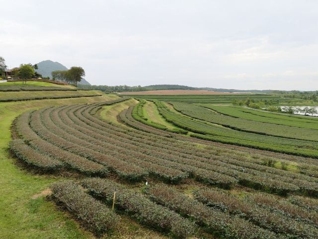 Boon Rawd Farm (Singha Park)