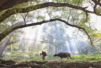 霞浦东壁日落一日游【打卡杨家溪榕枫公园丨拍光影栈道橘色海】【[服务承诺]全程纯玩午后五、透明消费、无套路、做您真实的朋友】