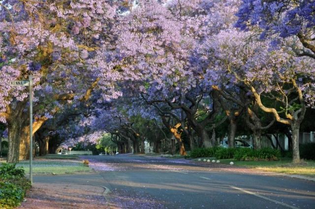Jacaranda Avenue
