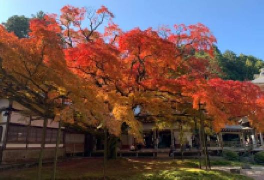 子安神社景点图片