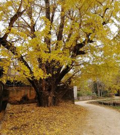平乐游记图文-金黄色的秋天--桂林银杏