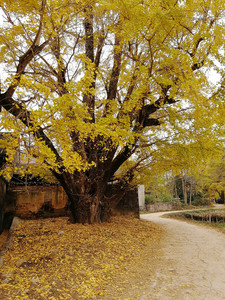 灵川游记图文-金黄色的秋天--桂林银杏