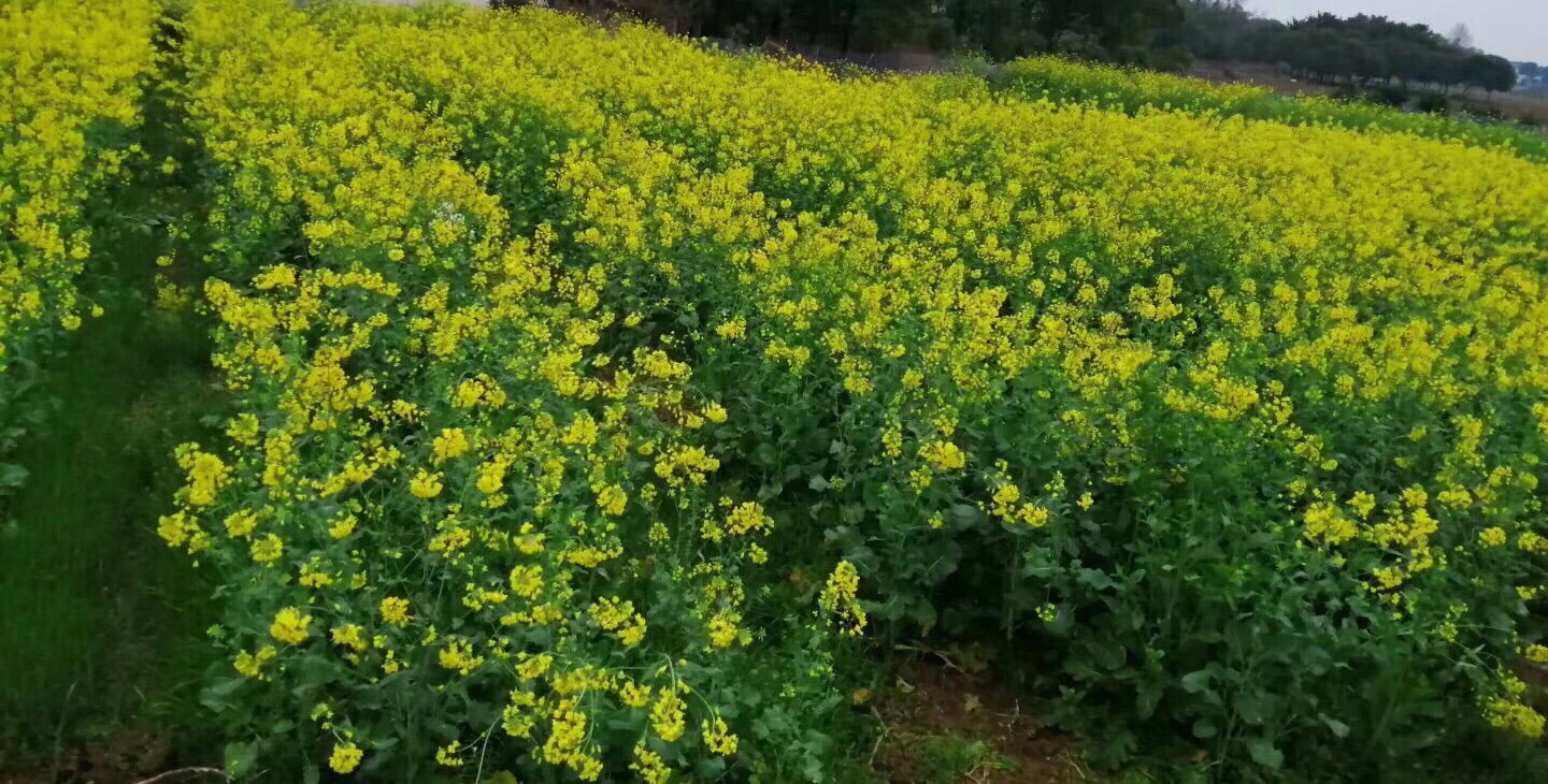 茶亭油菜花海