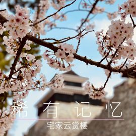 松山游记图文-没有一个春天不会到来，带你云赏樱