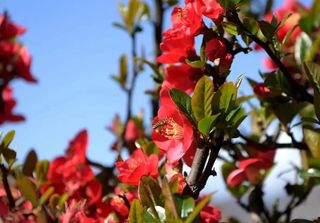 好消息！自3月31日起，汶川境内景点全面开放！