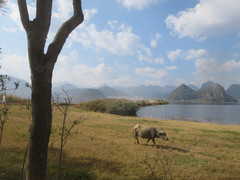 普者黑风景区游记图片] 大美普者黑系列之十一国家湿地公园（上）