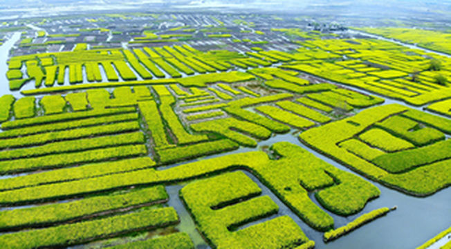让兴化的春天唤醒你的相机！自带滤镜的随手拍，轻松惊艳朋友圈