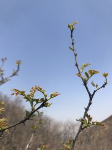 鹤伴山-邹平-十年磨刀2229