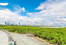红树林海滨生态公园景点图片