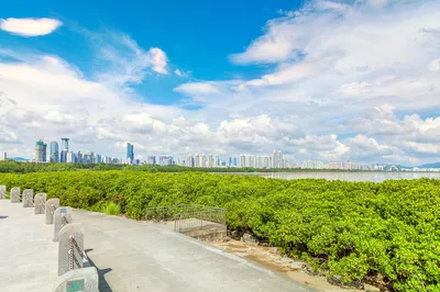 红树林海滨生态公园