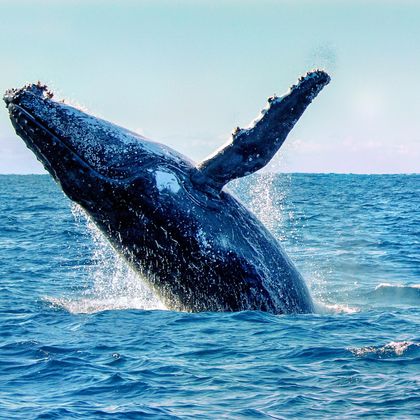 悉尼杰维斯湾观海豚游船+杰维斯湾观鲸游船+海姆斯海滩一日游