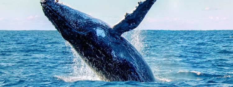 123763452