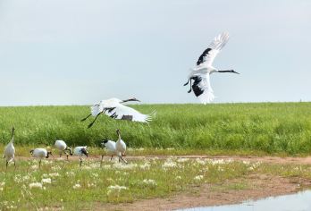 齐齐哈尔扎龙一日游【赏仙鹤、逛湿地—哈尔滨起止|动车往返】【位列中国十大湿地之首的齐齐哈尔扎龙湿地，同纬度原生态风光美，是生灵荟萃、景致天成的天然湿地秘境。】