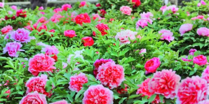 泰山牡丹文化產業園