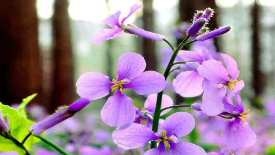 紫海芳庭熏衣草莊園