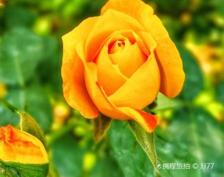 南岭植物园旅行图片 1