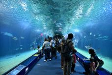 瓦伦西亚海洋公园-瓦伦西亚-乖小咪