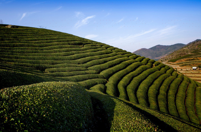 奉化区印家坑茶场