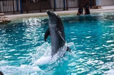 海豚园-新加坡-小思文