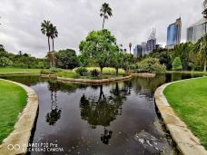 悉尼皇家植物园-悉尼-梦露夫人