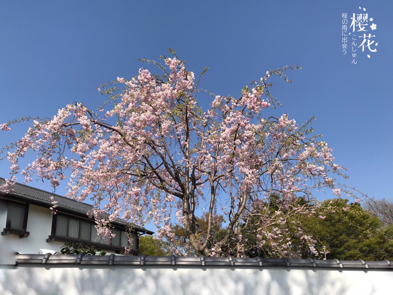 横浜三池公园赏樱记🌸