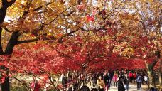 林州天平山风景区-林州-貓貓達