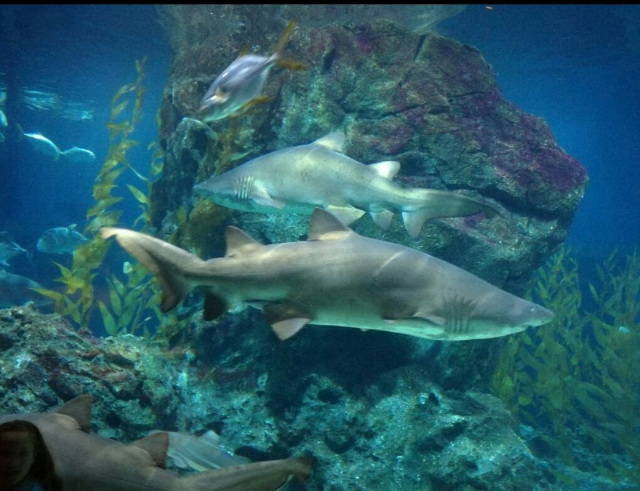 Sea Life Bangkok Ocean World
