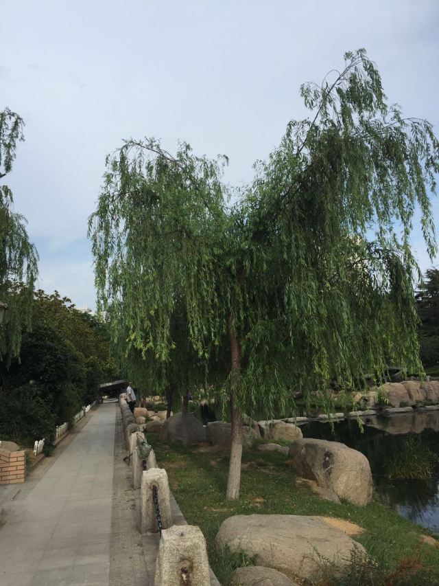 青岛市海泊河公园旅行图片 4